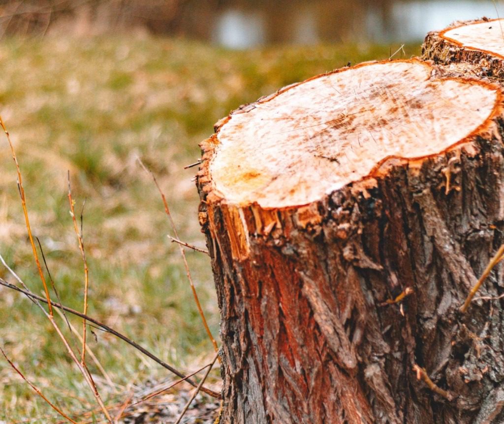 Boomstronk verwijderen: welke methode past bij uw tuin?